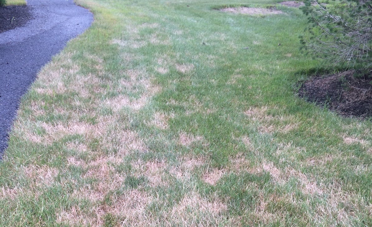 Why Are There Dead or Brown Spots in My Lawn? Tips for Pennsylvania